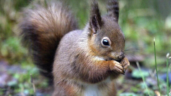 Rote Eichhörnchen waren im Mittelalter Wirte von Lepra, wie eine neue Studie zeigt. (Archivbild)