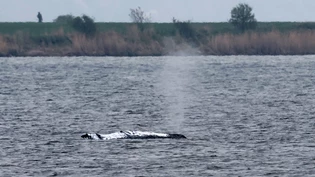 Der gestrandete Wal vor der Ostseeinsel Poel stößt eine Luft-Wasser-Fontäne aus. Foto: Bernd Wüstneck/dpa Der gestrandete Wal vor der Ostseeinsel Poel stößt eine Luft-Wasser-Fontäne aus. Foto: Bernd Wüstneck/dpa
