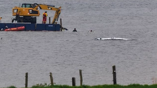 dpatopbilder - Eine Arbeitsplattform mit einem Bagger ist in der Nähe des gestrandeten Wals vor der Ostseeinsel Poel im Einsatz. Der Rücken des Wals ist mit Tüchern abgedeckt. Für den bei Wismar gestrandeten Buckelwal wurde ein neuer Rettungsversuch… dpatopbilder - Eine Arbeitsplattform mit einem Bagger ist in der Nähe des gestrandeten Wals vor der Ostseeinsel Poel im Einsatz. Der Rücken des Wals ist mit Tüchern abgedeckt. Für den bei Wismar gestrandeten Buckelwal wurde ein neuer Rettungsversuch…