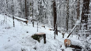 Ende März bis Anfang April sind in einem Wald in Versam auf Gemeindegebiet von Safiental illegal Bäume gefällt worden. Drei Jugendliche wurden dabei beobachtet und werden nun angezeigt. Ende März bis Anfang April sind in einem Wald in Versam auf Gemeindegebiet von Safiental illegal Bäume gefällt worden. Drei Jugendliche wurden dabei beobachtet und werden nun angezeigt.